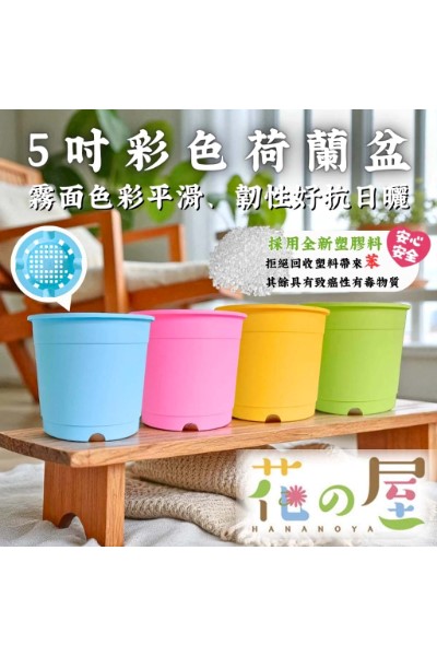 5吋彩色荷蘭盆 強排