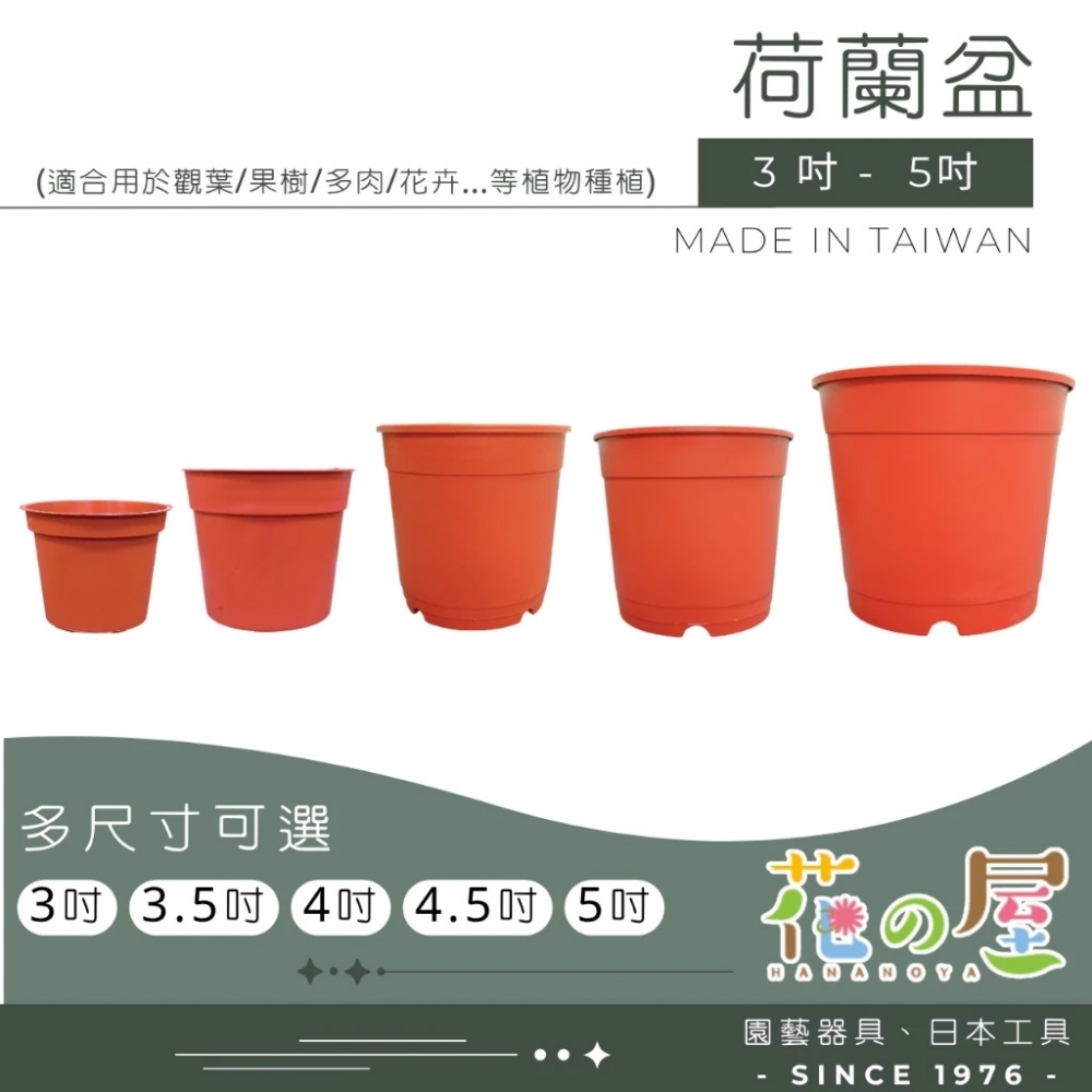 荷蘭盆（3吋~5吋）